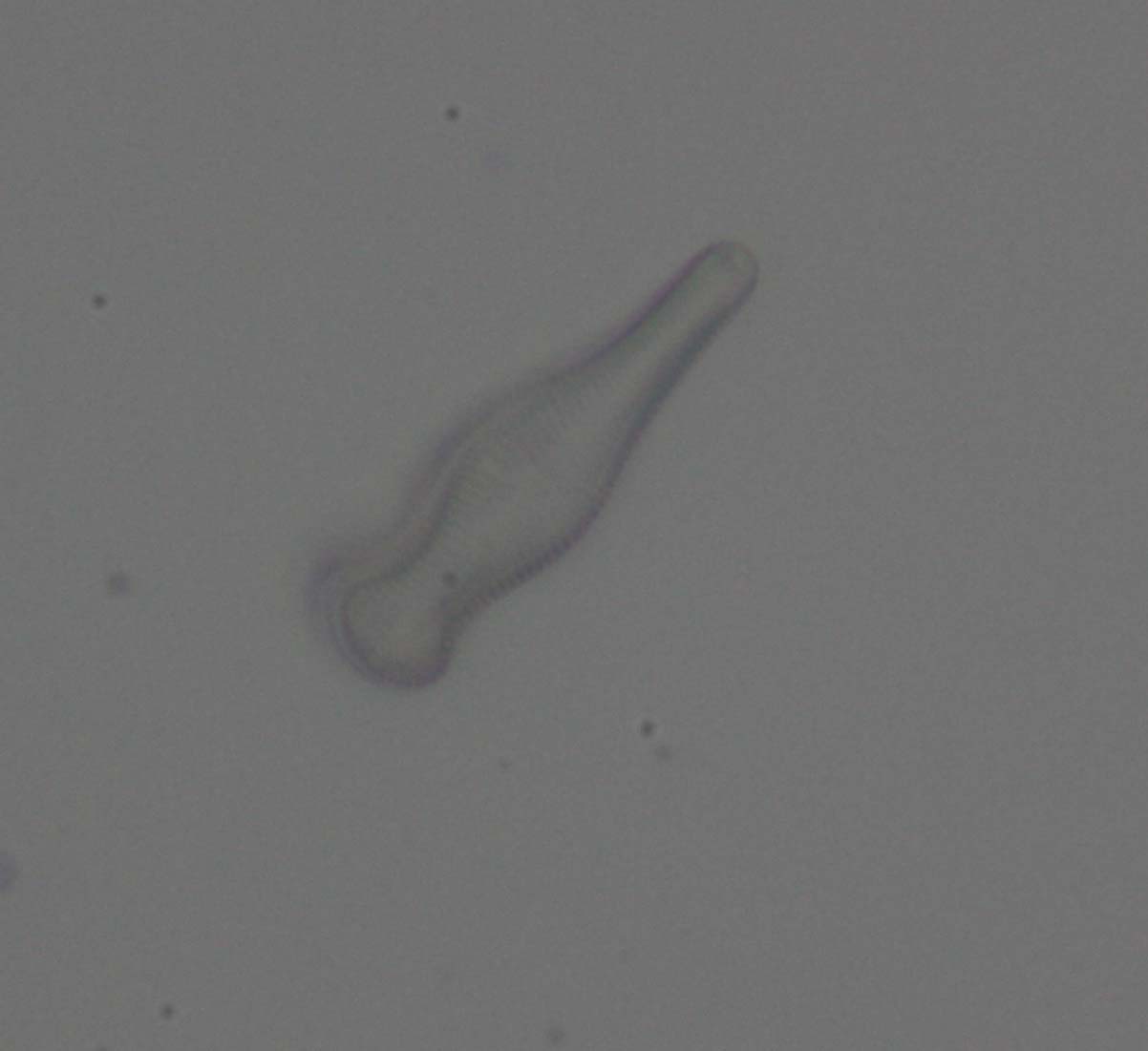 Uso della reflex